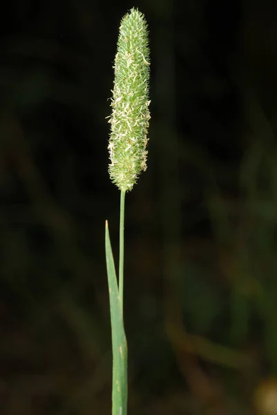 Phleum Pratense Allergene Pflanzen — Stockfoto