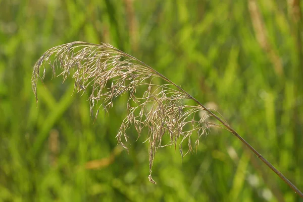 Phragmites komünisi, Alerjenler Bitkileri