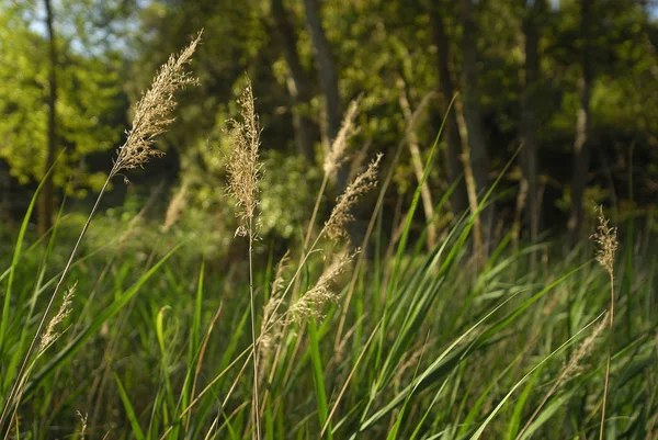 Phragmites Communis Alérgenos Plantas — Fotografia de Stock