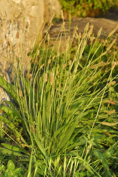 Plantago Lanceolata Allergiás Növények — Stock Fotó