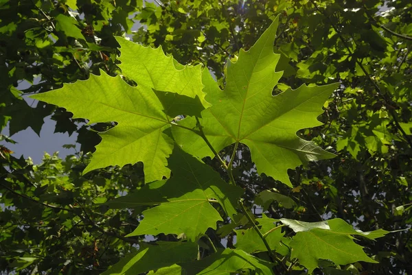 Platanus Acerifolia Allergenen Planten — Stockfoto