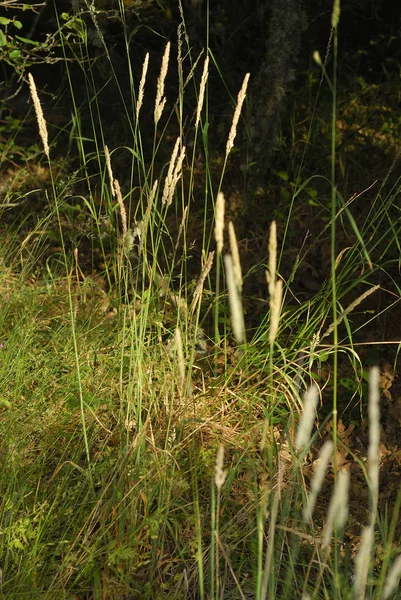 Poa Pratensis Allergének Növények — Stock Fotó