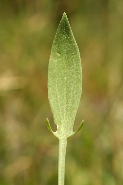 Rumex Acetosella Alérgenos Plantas — Foto de Stock