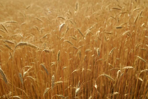 Secale Cereais Centeio Plantas Alérgenos — Fotografia de Stock