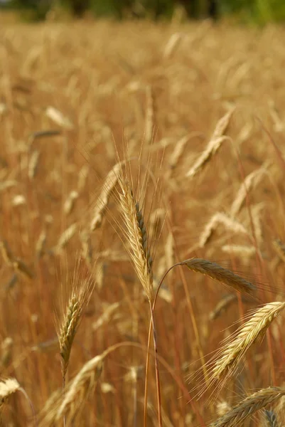 穀物ライ麦 ライ麦 アレルゲンの植物 — ストック写真