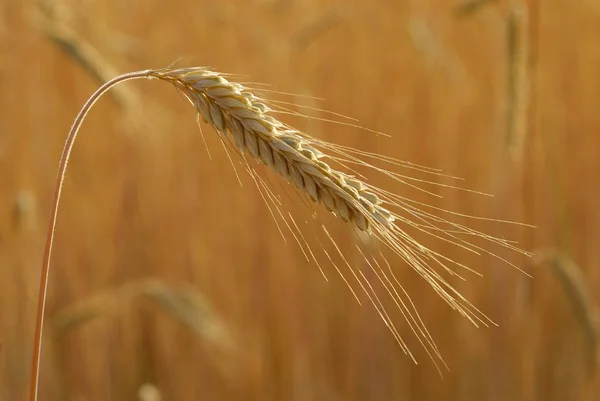 穀物ライ麦 ライ麦 アレルゲンの植物 — ストック写真