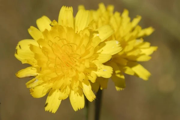 Taraxacum Officinale Αλλεργιογόνων Φυτών — Φωτογραφία Αρχείου