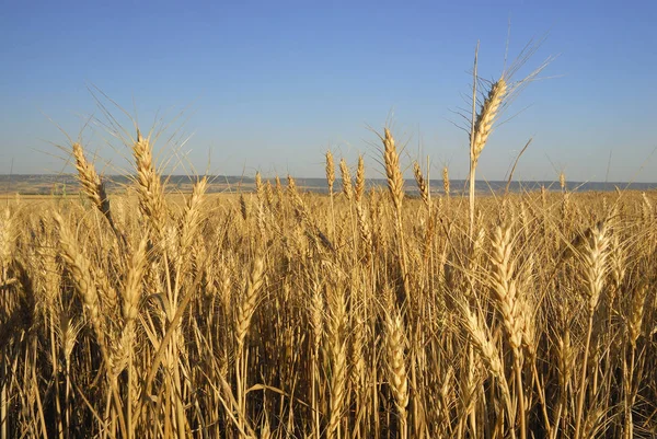 Triticum Aestivum าวสาล — ภาพถ่ายสต็อก