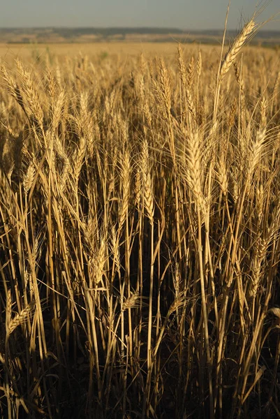 Triticum Aestivum Trigo Plantas Alérgenas — Fotografia de Stock