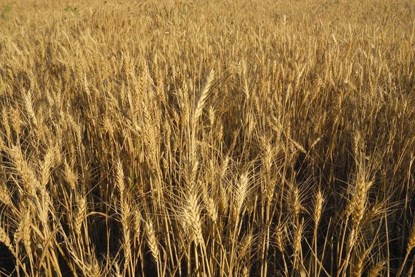 コムギ群落 小麦アレルゲン植物 — ストック写真