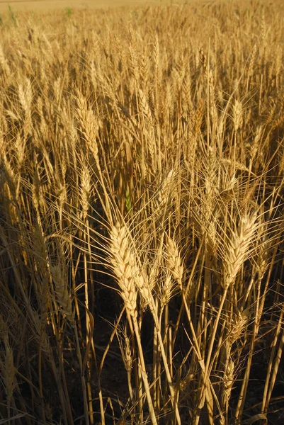 Triticum Aestivum Trigo Plantas Alérgenas — Fotografia de Stock