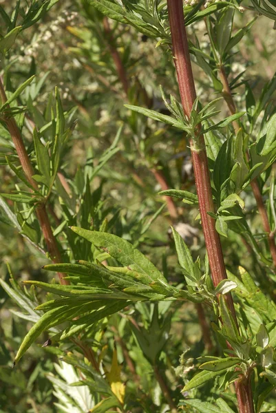 Artemisa Vulgaris Allergének Növények — Stock Fotó