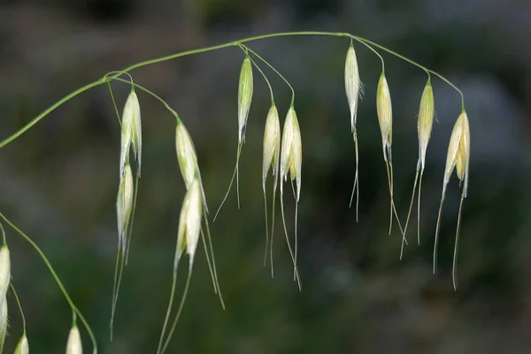 Avena Sativa Лет Allergens — стоковое фото