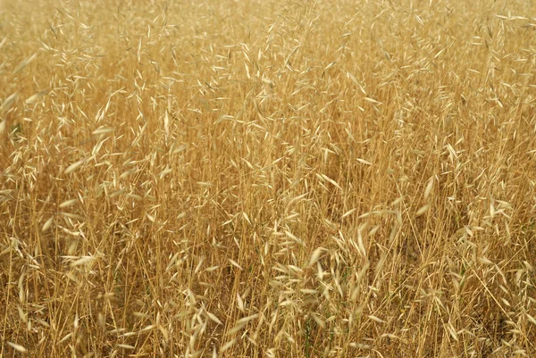 Avena Sativa Alérgenos Plantas — Fotografia de Stock