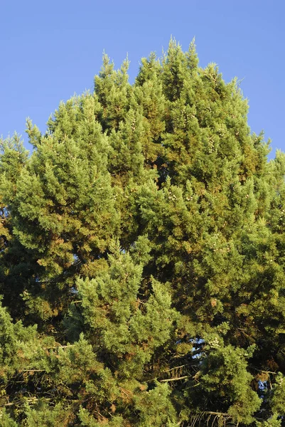 Cupressus Arizonica Allergens Plants — Stock Photo, Image