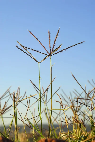 Cynodon Dactylon Grama Allergens Plant — стоковое фото