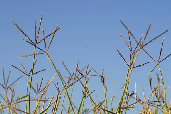 Cynodon Daktylon Grama Allergene Pflanzen — Stockfoto