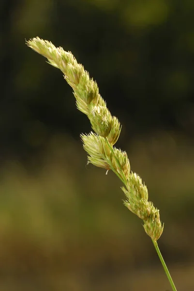 Dactylis Glomerata Alérgenos Plantas — Fotografia de Stock