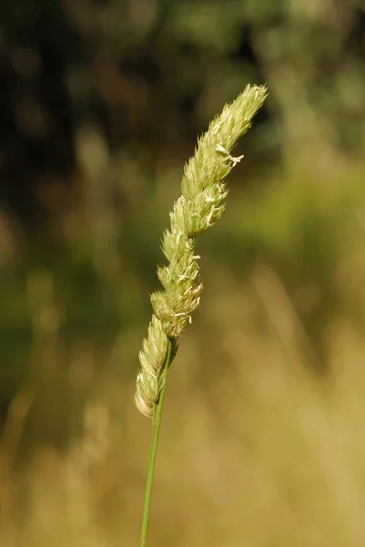 Dactylis Glomerata Alérgenos Plantas — Fotografia de Stock