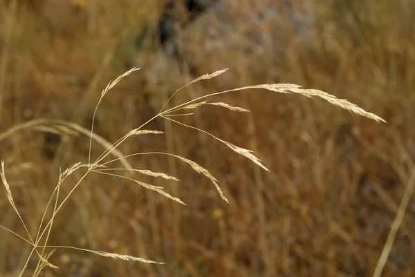 Festuca Pratensis Alergeny Rostliny — Stock fotografie