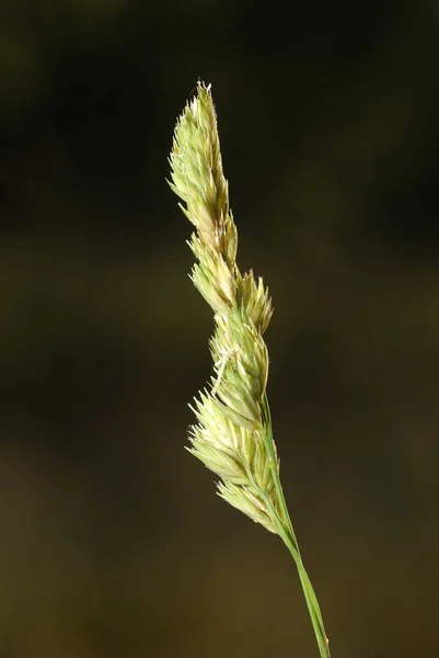 Dactylis Glomerata Allergene Pflanzen — Stockfoto