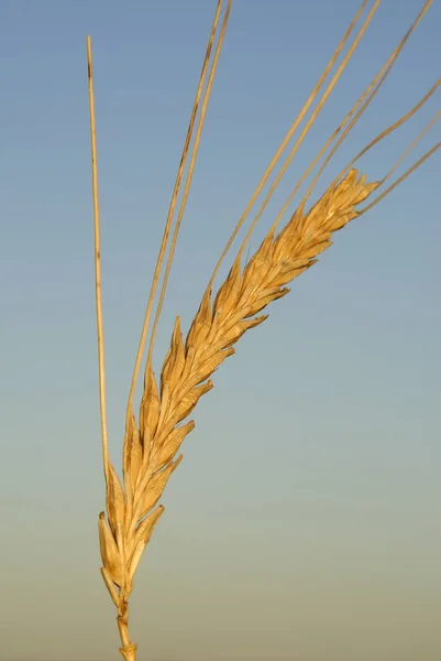 Hordeum Vulgaris Cevada Plantas Alergénicas — Fotografia de Stock