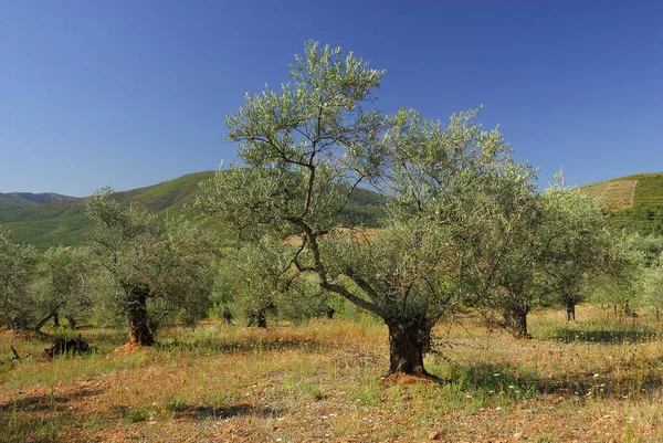 Olea Europea Növény Allergének — Stock Fotó