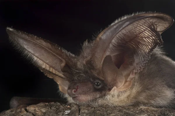 Portret Bat Plecotus Austriacus — Zdjęcie stockowe