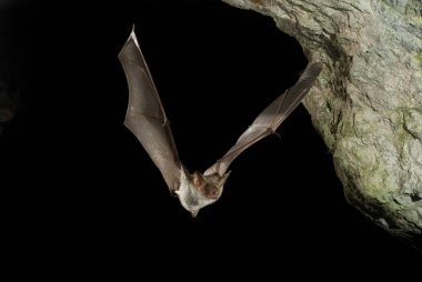 Bat buzzard, myotis myotis, flight in his cave clipart