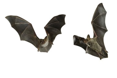 Beyaz arka plan ile uçan yarasa şahin, myotis myotis,