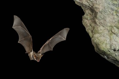Şahin, myotis myotis bat, mağarasında uçuş