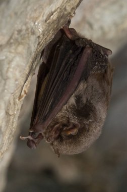 Bat-bent ortak miniopterus schreibersii, bir mağarada dinleniyor
