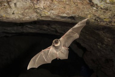 Bir mağarada uçan yarasa-bent ortak miniopterus schreibersii 