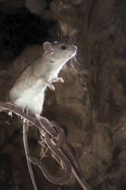 Eski bir samanlıkta Rattus rattus, İspanya içinde sıçan veya alan sıçan portre siyah