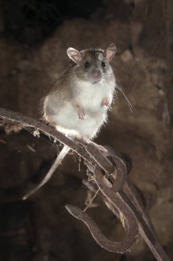 Eski bir samanlıkta Rattus rattus, İspanya içinde sıçan veya alan sıçan portre siyah