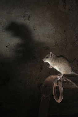 Eski bir samanlıkta Rattus rattus, İspanya içinde sıçan veya alan sıçan portre siyah