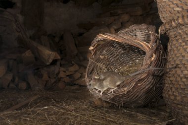 Siyah sıçan veya bir eski ahır, Rattus rattus, İspanya yiyecek arayan vole