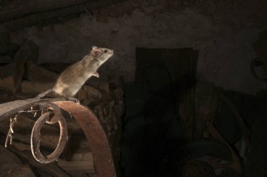 Eski bir samanlıkta Rattus rattus, İspanya içinde sıçan veya alan sıçan portre siyah