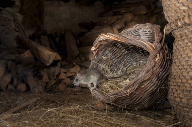 Siyah sıçan veya bir eski ahır, Rattus rattus, İspanya yiyecek arayan vole
