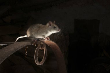Eski bir samanlıkta Rattus rattus, İspanya içinde sıçan veya alan sıçan portre siyah