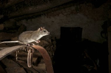 Eski bir samanlıkta Rattus rattus, İspanya içinde sıçan veya alan sıçan portre siyah