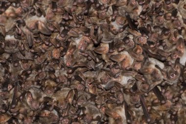 Yarasa mağarasında, Myotis myotis uyku grupları