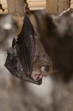 Onun genç (Rhinolophus hipposideros), ile daha az at nalı asılı, eski bir evin içinde uyuyan yarasa. İspanya