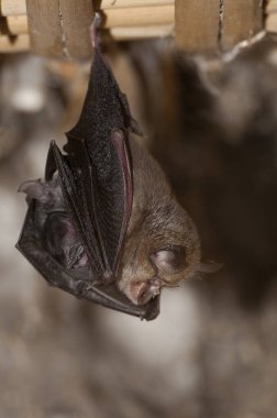 Lesser Horseshoe Bat with its young (Rhinolophus hipposideros), hanging, sleeping inside an old house.Spain clipart