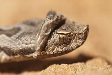 Vipera latastei, A Lataste engereği değiştirildi, deri bir burun viper portresi