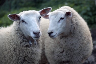 Koyun yünü ile portresi