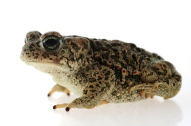 Beyaz arka plan ile Natterjack kurbağa (Epidalea calamita)