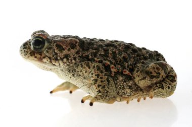Beyaz arka plan ile Natterjack kurbağa (Epidalea calamita)