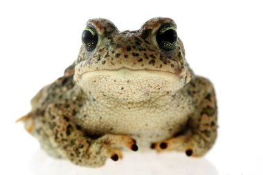 Beyaz arka plan ile Natterjack kurbağa (Epidalea calamita)