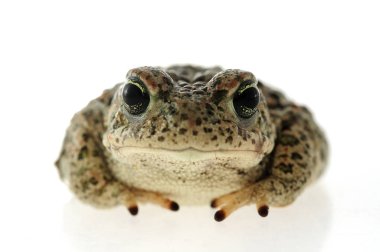 Beyaz arka plan ile Natterjack kurbağa (Epidalea calamita)